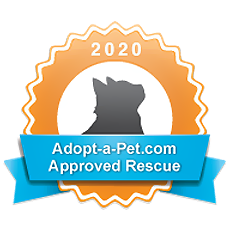 Adopt A Pet Cat Rescue