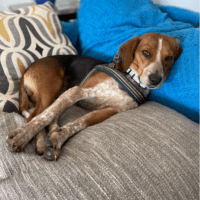 Milly, a tri-colored beagle mix, is lying on a couch