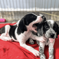 Two cute beagle mix puppies. One's yawning and the other has his tongue out