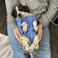 A beagle mix puppy sleeping in a lap in a onesie