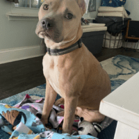Cute tan dog looking at the camera sitting in a green dog bed