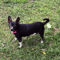 Dutchess
